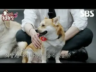 #신동엽 #전소니（チョン・ソンヒ）_  #トニー・アン（에이치오티）_  #조이 #TogetherAs1 #정혁<br>
#SBS교양 #TV동물농장 #동