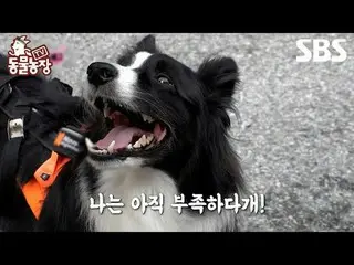 #신동엽 #전소니（チョン・ソンヒ）_  #トニー・アン（에이치오티）_  #조이<br>
#SBS교양 #TV동물농장 #동물농장 #AnimalFarm #