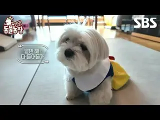 #신동엽 #전소니（チョン・ソンヒ）_  #トニー・アン（에이치오티）_  #조이<br>
#SBS교양 #TV동물농장 #동물농장 #AnimalFarm #