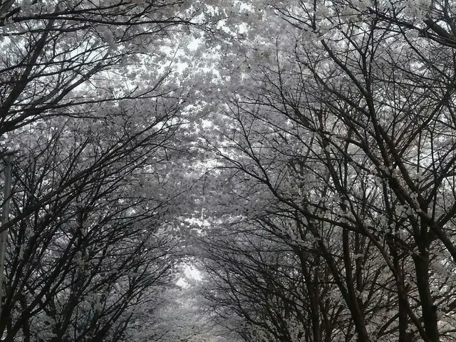 JYJ Yuchun ”Flower Road” is a crisis of abolition. ● A road of about 200 metersin Kayyan-ku, Incheon
