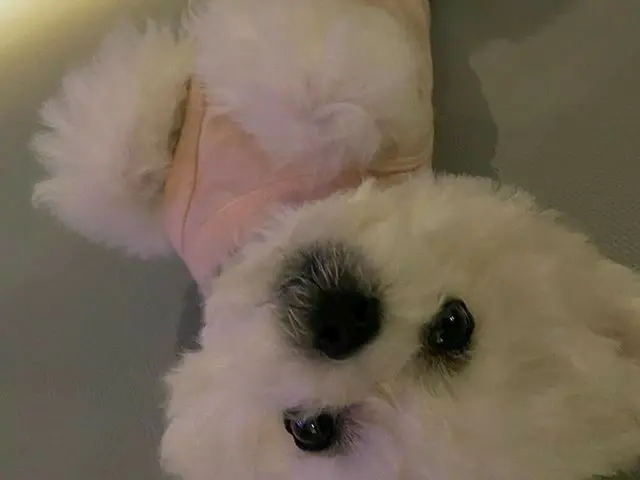 [G 공식] 동방신기 _ 창민 (MAX), 미용 했개 ~~~ 🐶 #개 까꿍  