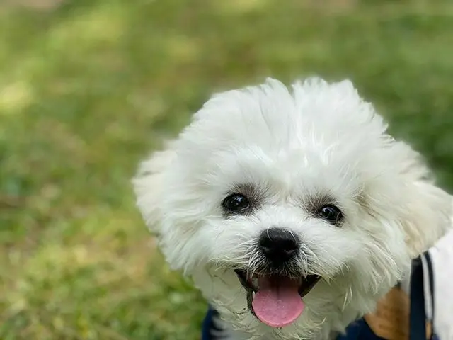 [G 공식] 동방신기 _ 창민 (MAX), Happy Sunday🎶🐶  