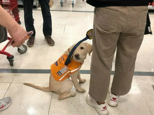 29 일 롯데 마트 잠실 점에서 훈련중인 장애인 보조견이 입점을 거절 논란에. 30 일 롯데 조치 마트 측이 사과. .