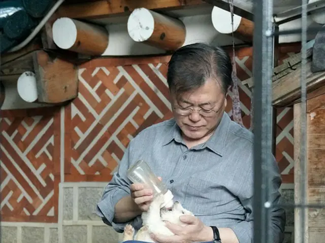 한국의 文在 호랑이 대통령, 2018 년 평창 동계 올림픽 때 북한에서 선물받은 풍산개 쓰레기와 취임 전부터 구입했다 말 사이에 7 마리의 강아