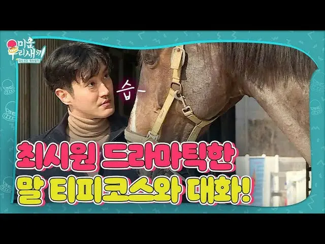 【公式sbe】 최시원_ , 말 티피코스와 드라마틱한 휴식시간!ㅣ미운 우리 새끼(Woori)ㅣSBS ENTER.　 