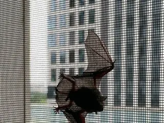 여배우 박솔미, 도심에 있는 친구집의 망토에 붙은 박쥐의 사진을 공개로 화제로. .