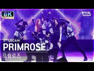 【公式sb1】[SUPER ULTRA 8K] 프림로즈 'PRIMROSE_ ' 풀캠 (PRIMROSE_  FullCam) SBS Inkigayo 2