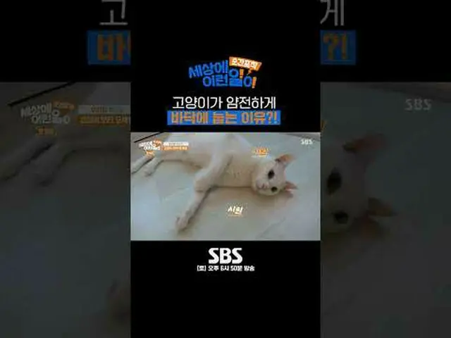 SBS '순간포착 세상에 이런일이'<br>☞ [토] 오후 6시 50분<br><br>#세상에이런일이 #신기한이야기 #고양이 #마사지<br><br>