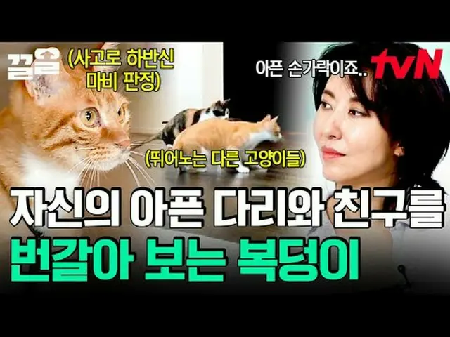 티빙에서 스트리밍 :  <br><br>#tvN #대화가필요한개냥 #끌올      <br>tvN 레전드 예능 끌어~ 올려↗↗<br><br>#티빙에