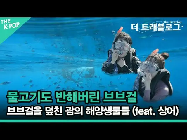물속에서도 인기 절정의 브브걸_ !<br>수백 마리의 물고기들과 괌에서 정모를 합니다.<br><br>상어친구도 함께해서 기겁하게 한 건 안비밀!