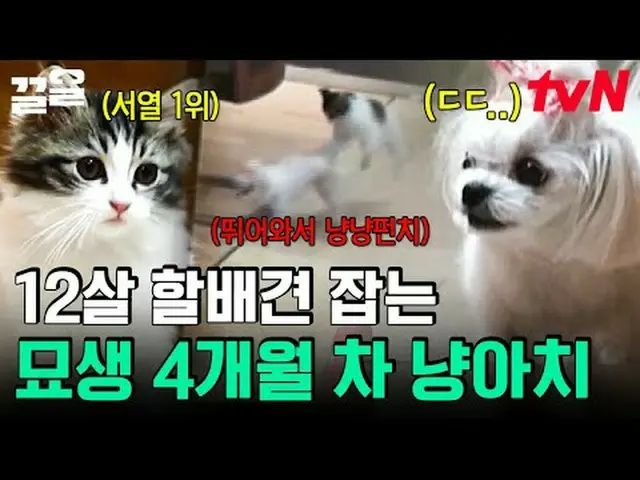 티빙에서 스트리밍 :  <br><br>#tvN #대화가필요한개냥 #끌올      <br>tvN 레전드 예능 끌어~ 올려↗↗<br><br>#티빙에