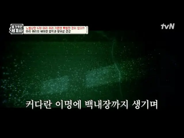 티빙에서 스트리밍 :  <br><br>136회 | 노벨상만 6개?! 마리 퀴리 가문엔 특별한 것이 있다<br><br>〈벌거벗은 세계사〉<br>[