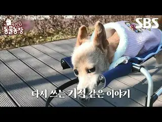 #신동엽 #전소니（チョン・ソンヒ）_  #トニー・アン（에이치오티）_  #조이 #고양이 #둥이<br>
#TV동물농장 #AnimalFarm #예고<b