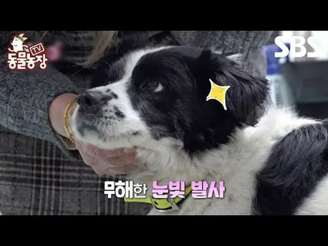 #신동엽 #전소니（チョン・ソンヒ）_  #トニー・アン（에이치오티）_  #조이 #고양이 #신데렐라<br>#TV동물농장 #AnimalFarm #예고<