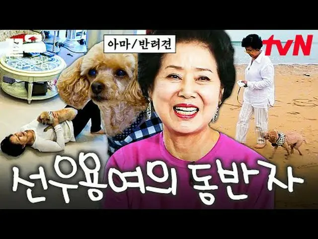 티빙에서 스트리밍 :  <br><br>#tvN #대화가필요한개냥 #끌올<br>tvN 레전드 예능 끌어~ 올려↗↗<br><br>#티빙에서스트리밍