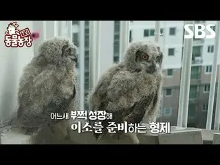 #신동엽 #전소니（チョン・ソンヒ）_  #トニー・アン（에이치오티）_  #조이 #수리부엉이 #이소<br>
#TV동물농장 #AnimalFarm #예고