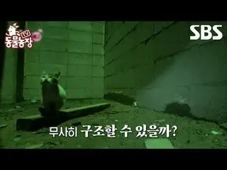 #신동엽 #전소니（チョン・ソンヒ）_  #トニー・アン（에이치오티）_  #조이 #빈투롱 #코니<br>
#TV동물농장 #동물농장 #AnimalFarm