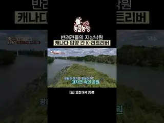 반려견들의 자상낙원 캐나다 입양 간 K-리트리버<br>
#신동엽 #전소니（チョン・ソンヒ）_  #トニー・アン（에이치오티）_  #조이 #바다 #캐나