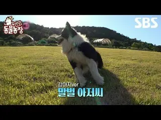#신동엽 #전소니（チョン・ソンヒ）_  #トニー・アン（에이치오티）_  #조이<br>
#SBS교양 #TV동물농장 #동물농장 #AnimalFarm #
