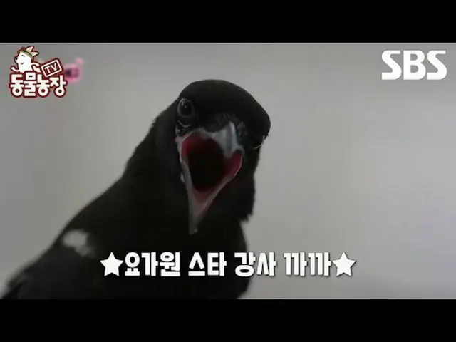 #신동엽 #전소니（チョン・ソンヒ）_  #トニー・アン（에이치오티）_  #조이<br>#SBS교양 #TV동물농장 #동물농장 #AnimalFarm #동