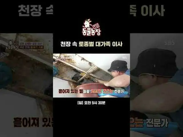 천장 속 토종벌 가족 이사<br>#신동엽 #전소니（チョン・ソンヒ）_  #トニー・アン（에이치오티）_  #조이 #토종벌 #여왕벌 #이송<br>#SB