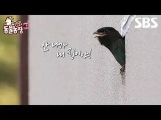 #신동엽 #전소니（チョン・ソンヒ）_  #トニー・アン（에이치오티）_  #조이 #파랑새<br>
#SBS교양 #TV동물농장 #동물농장 #AnimalF