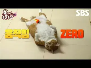 #신동엽 #전소니（チョン・ソンヒ）_  #トニー・アン（에이치오티）_  #조이<br>
#SBS교양 #TV동물농장 #동물농장 #AnimalFarm #