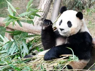 한국 국민의 머리에서 떠나지 않는 중국으로 건너온 팬더, 후바오의 모습