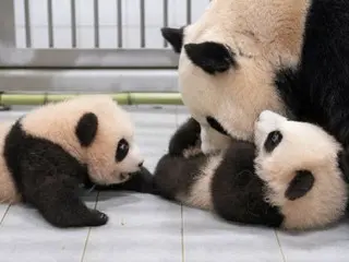 올해 7월에 태어난 한국 최초의 쌍둥이 팬더 "루이 & 후이", 어머니 아이바오와 함께 생활을 시작!